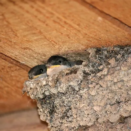 Daire La Ferme De Georges 1 A 6 Pers